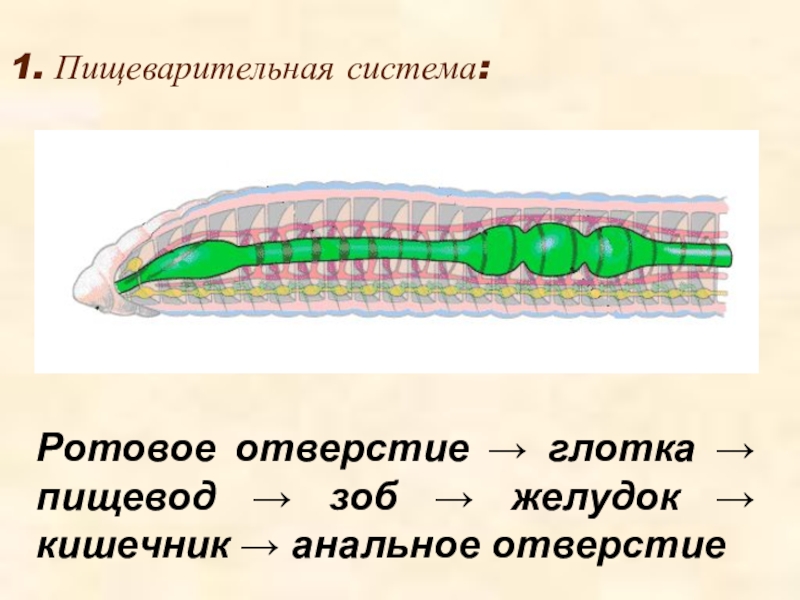 Ротовое отверстие червя. Пищеварительная система кольчатых червей схема. Схема пищеварения кольчатых червей. Строение пищеварительной системы кольчатых червей. Пищеварительная система кольчатых червей 7 класс.