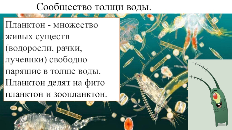 Сообщество толщи воды. Сообщество планктона. Планктон делится на. Фито и зоопланктон. Планктон в толще воды.