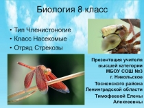 Презентация по биологии на тему Стрекозы (8 класс)