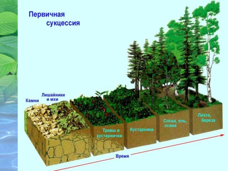 Первичная сукцессия фото