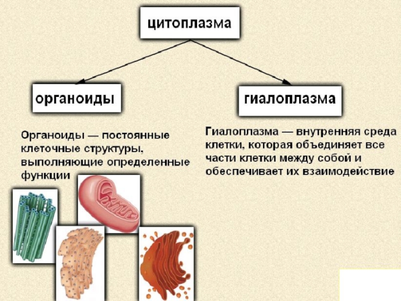 План открытого урока по биологии 8 класс