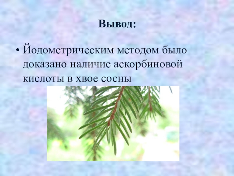 Сосна вывод. Вывод сосны. Аскорбиновая кислота в хвое сосны. Вывод ели и сосны. Какая кислота в хвое.