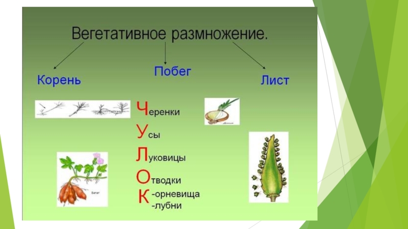 Презентация по биологии на тему размножение