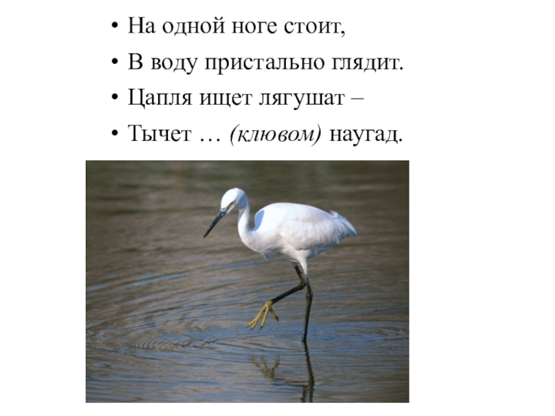 На 1 ноге стою. Цапля стоящая на одной ноге. Цапля стоит на одной ноге на воде. Цапля стоит на 1 ноге. Цапля в болоте на одной ноге.