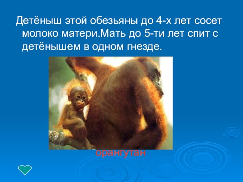 Детёныш этой обезьяны до 4-х лет сосет молоко матери.Мать до 5-ти лет спит с детёнышем в