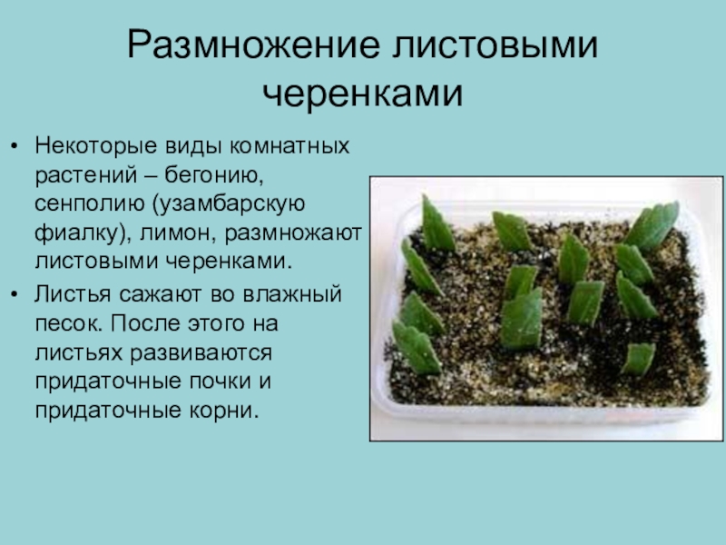 Черенкование комнатных растений презентация