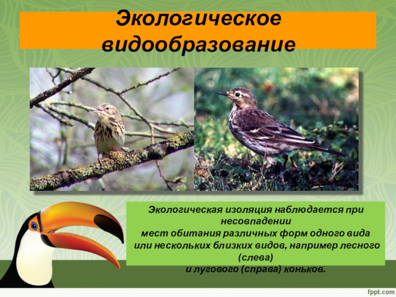 Пример экологического видообразования. Экологическое видрообразования. Экологическое видообразование. Экологическое видо оброзование. Изоляция и видообразование.