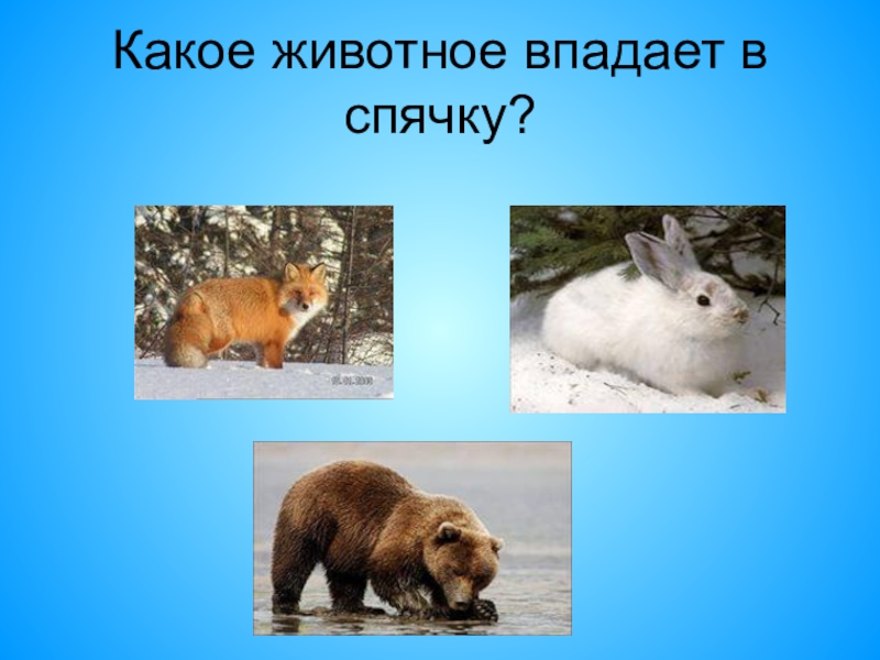 Кто впадает в спячку зимой. Какие животные впадают в спячку. Какие животные впадают в спячкк. Какие животные впадают в спячку зимой. Животные впадающие в зимнюю спячку.