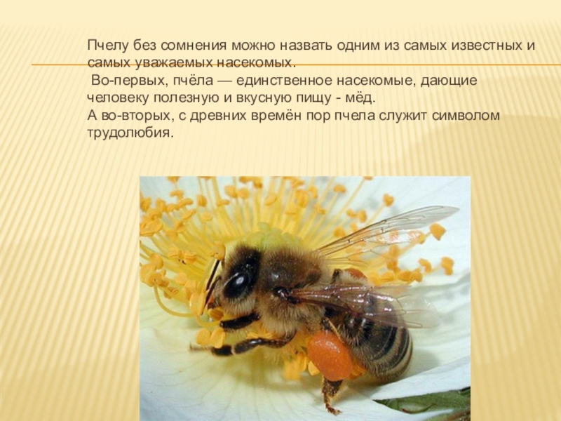 Пчела составить предложение. Информация о пчелах. Тема пчел для презентации. Пчела для презентации. Сообщение о пчелах.