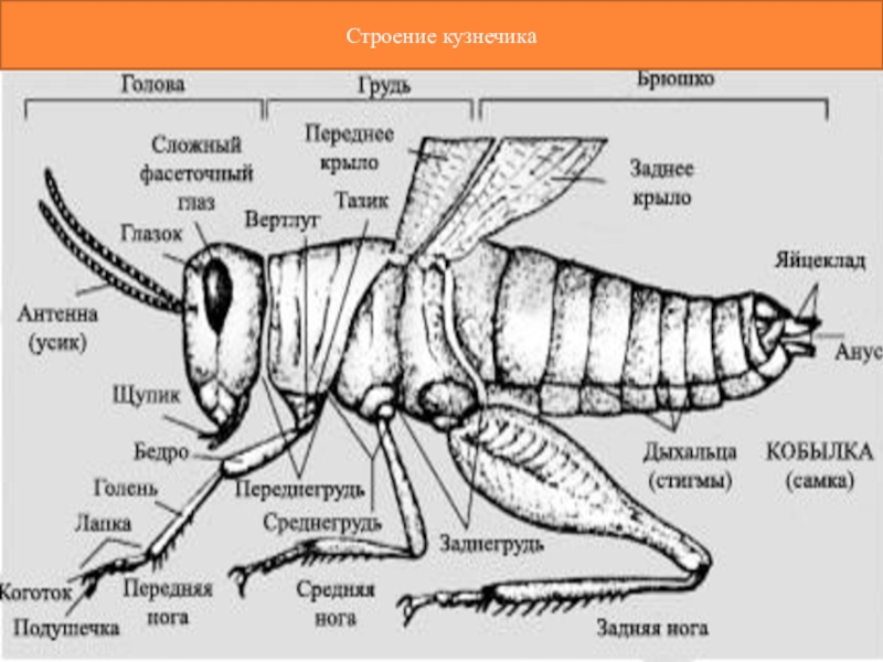 Строение кузнечика схема