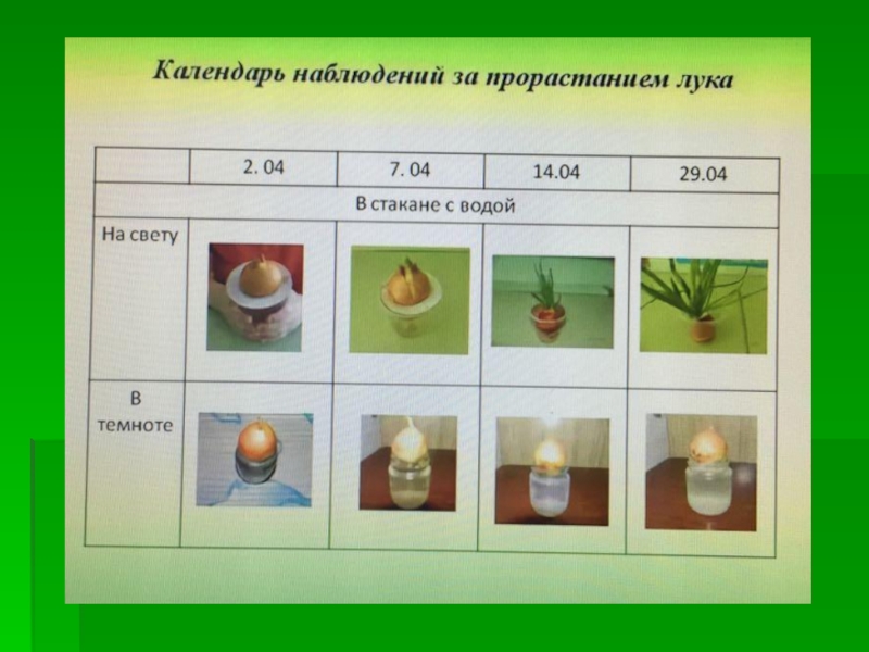 Карта наблюдения за ростом растений в детском саду