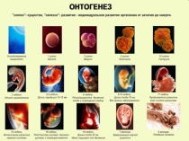 Презентация по биологии на тему Онтогенез