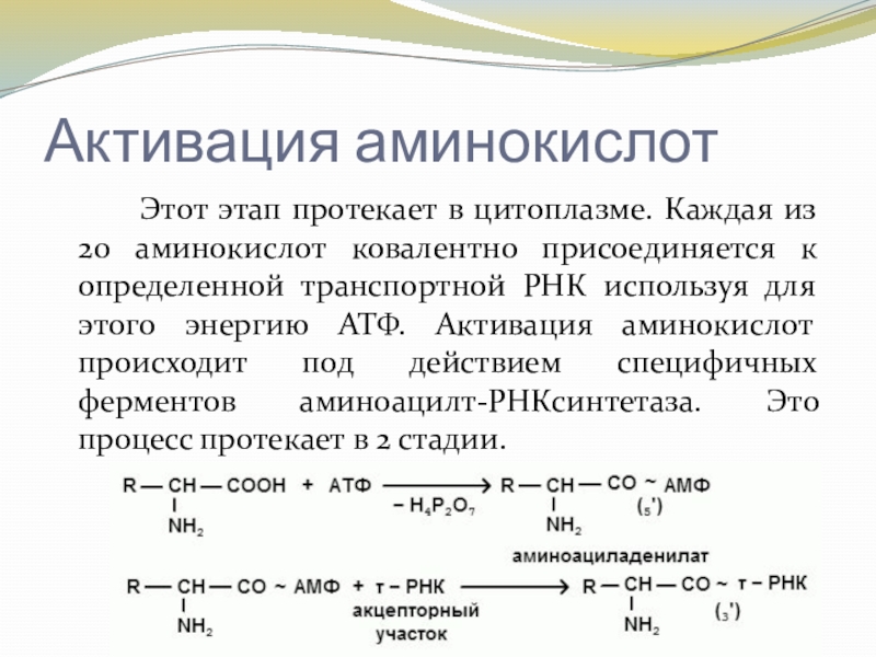 Биосинтез протекает. Реакция активации аминокислот. Этапы активации аминокислот. Активация аминокислот АТФ. Этапы активации аминокислот трансляция.