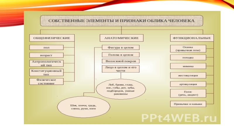 Собственные признаки. Анатомические признаки внешнего облика человека схема. Элементы и признаки внешнего облика человека. Сопутствующие элементы внешнего облика человека. Классификация признаков внешности человека.
