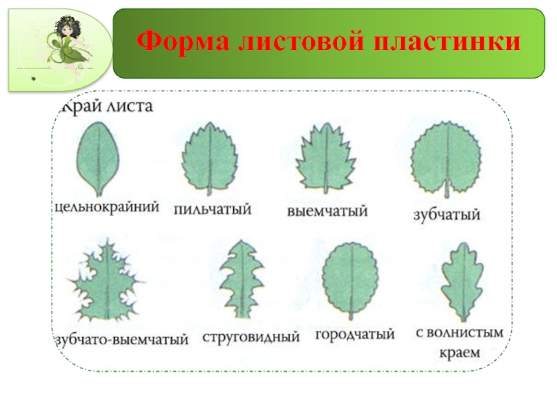 Форма края. Форма листовой пластинки свеклы обыкновенной. Выемчатый край листовой пластинки. Форма основания листовой пластинки сирени. Форма листовой пластинки сосны.
