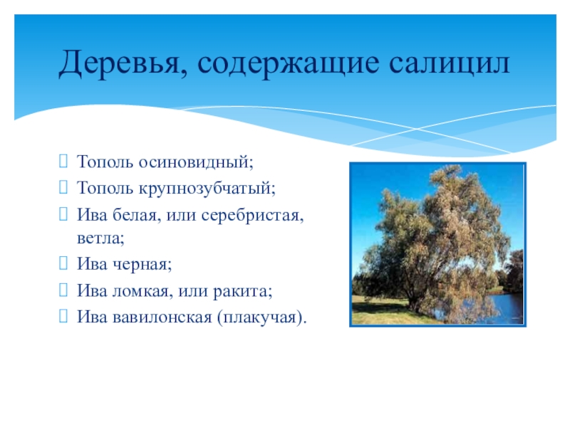 Значение слова ветел. Ветла значение слова. Серебрились тополя переносное значение.