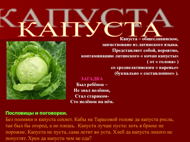 КАПУСТА Капуста – общеславянское, заимствовано из латинского языка. Представляет собой, вероятно, контаминацию латинского « кочан капусты» (