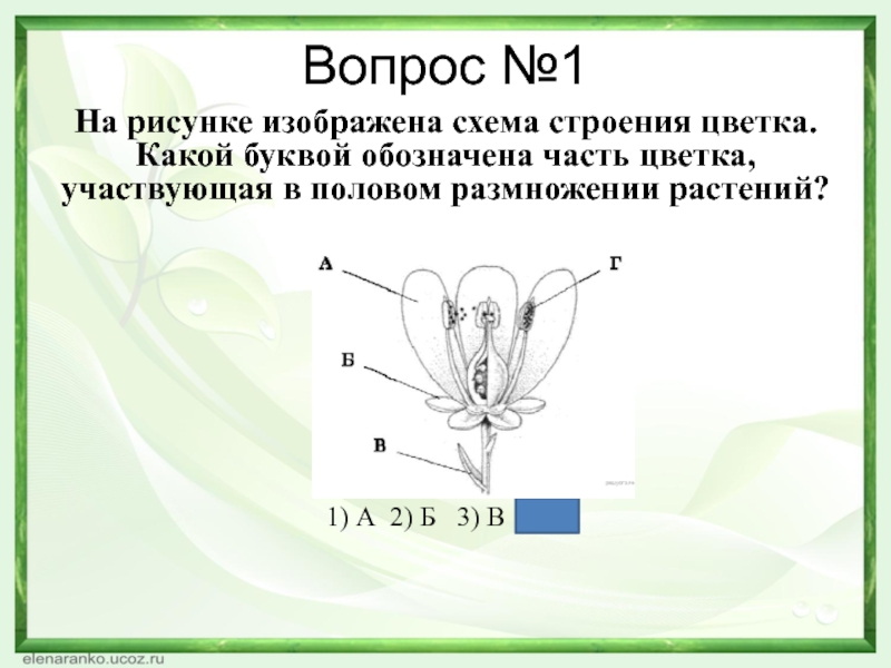 Какие цветки изображены на рисунке