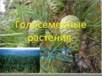 Презентация по биологии на тему Голосеменные растения