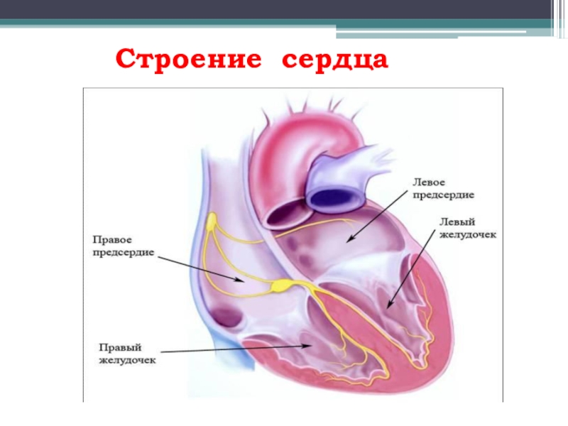 Тест по биологии 9 класс строение сердца