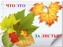Презентация по окружающему миру Что это за листья?