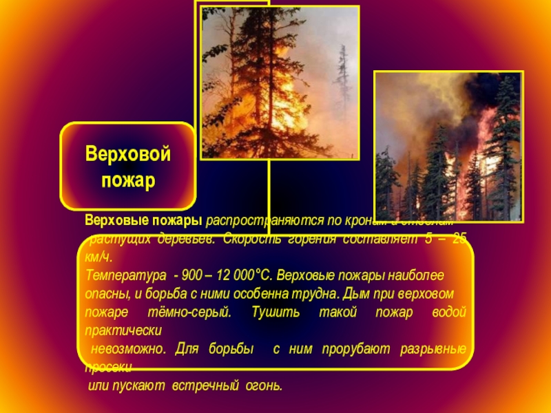 Верховой пожар наиболее опасен ответы. Презентация на тему Лесные пожары. Лесные пожары доклад. Верховой пожар сообщение. Верховые пожары презентация.