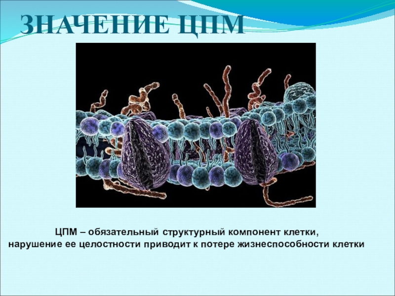 Школа цпм карта