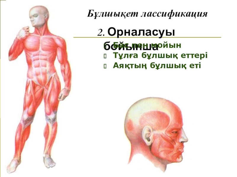 Мимикалық бұлшық еттер презентация