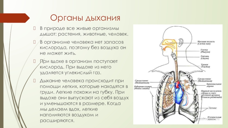 Дыхательная система анатомия презентация