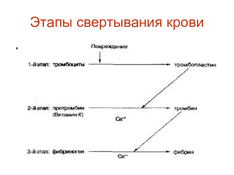 Схема свертывания крови 8 класс биология