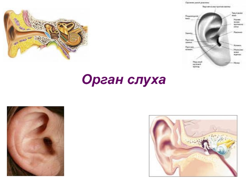 Задание орган слуха. Строение органа слуха и равновесия анатомия. Орган слуха. Органы слуха 3 класс. Органы слуха и равновесия их анализаторы.