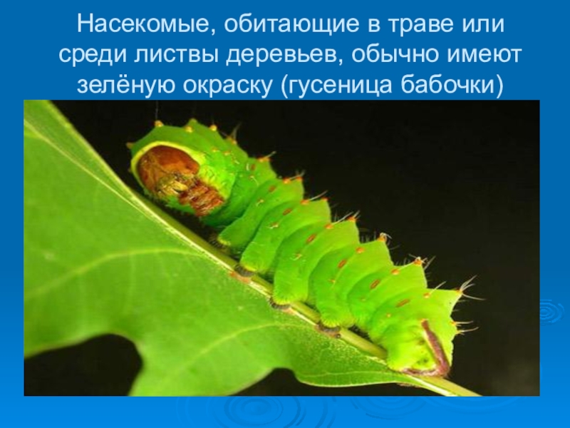 Адаптация насекомых к сезонным изменениям. Сезонные изменения насекомых. Виды адаптаций насекомых. Адаптация насекомых в природе. Среда обитания гусеницы.