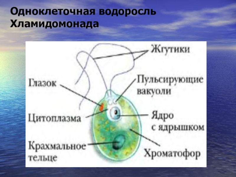 Строение одноклеточной водоросли хламидомонады рисунок