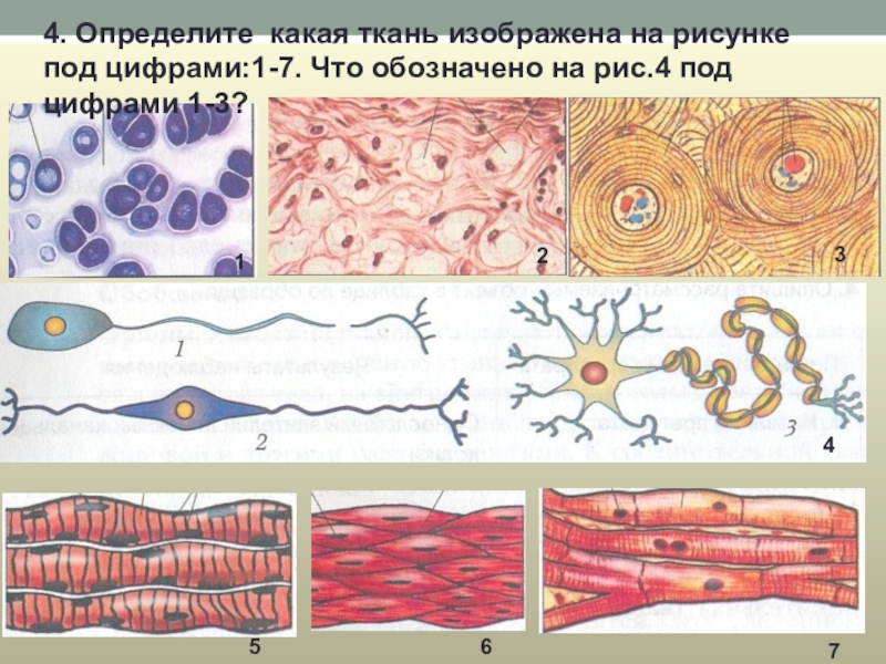 Клетки какой ткани обладают проводимостью