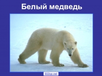 Презентация Белый медведь. Лепка