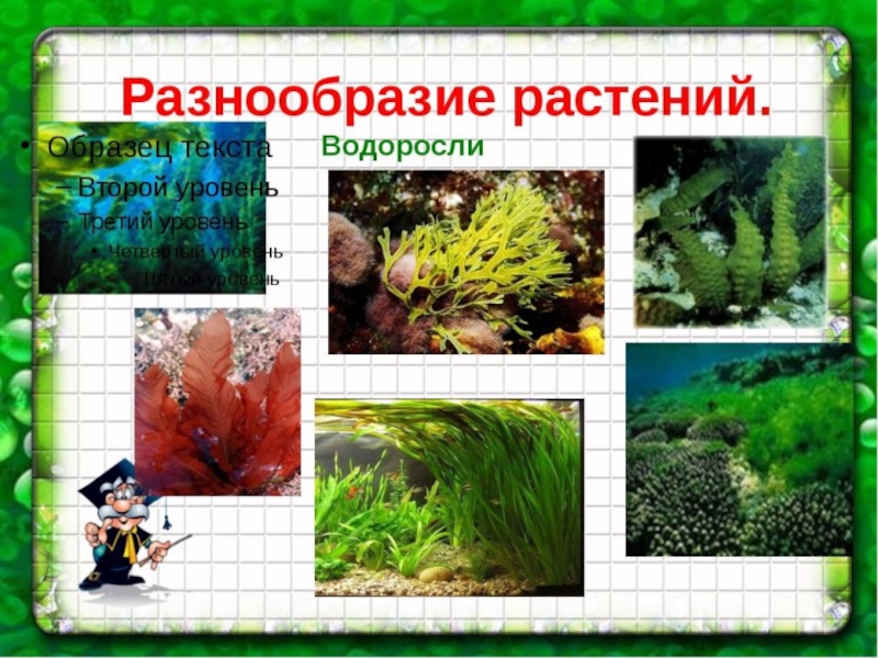 Как сохранить разнообразие растений. Разнообразие растений. Разнообразие растений водоросли. Водоросли 3 класс. Окружающему миру разнообразие растений.