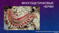 Презентация к уроку Многощетинковые черви выполнила ученица 7 класса