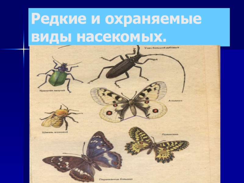 охрана насекомых презентация. охрана насекомых кратко. охрана насекомых. охрана насекомых доклад. жук красотел.