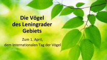 Презентация на немецком языке. Лексика для студентов-экологов Die Vogel des Leningrader Gebiets