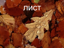 Презентация по биологии на тему Лист - боковая часть побега (6 класс)