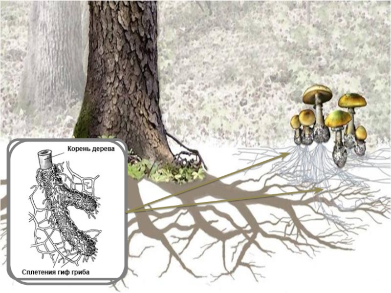 Шляпочный гриб и дерево. Микориза грибокорень. Шляпочные грибы микориза. Микориза мутуализм. Грибная микориза.
