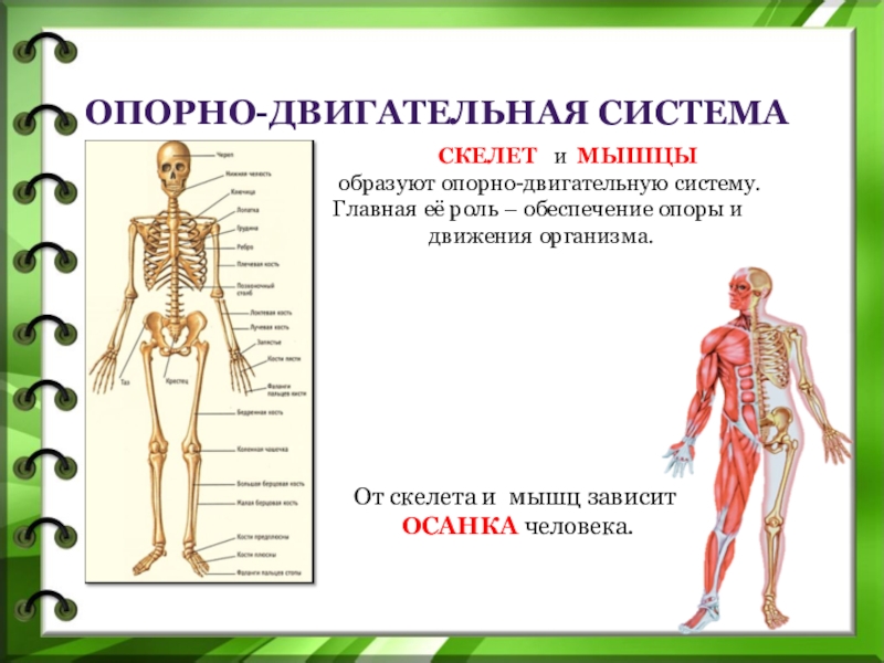 Основа внутреннего скелета. Опорно двигательная система состоит 3 класс. Опорно-двигательная система человека 3 класс окружающий. Опорная система человека 3 класс. Опорно двигательная система скелет и мышцы.