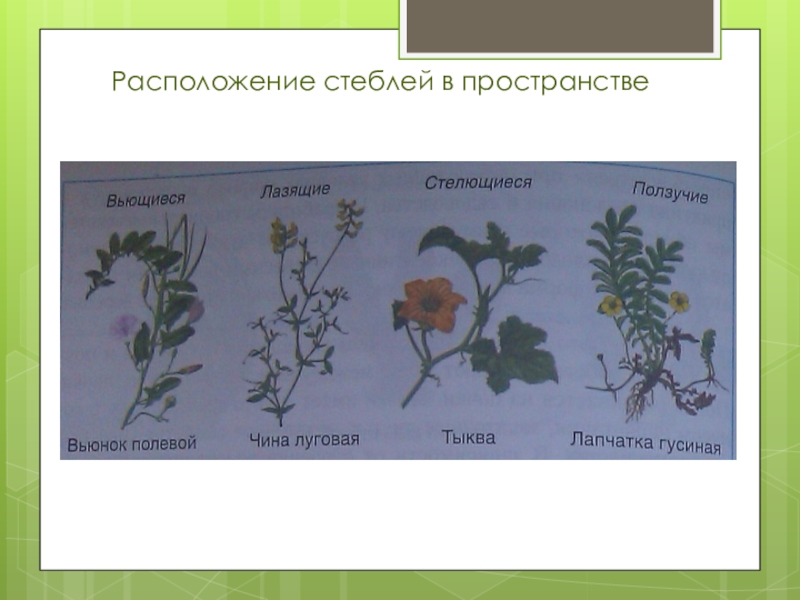 Расположен стебле. Расположение стебля. Стебель в пространстве. Стебли по расположению в пространстве. Типы расположения стеблей в пространстве.