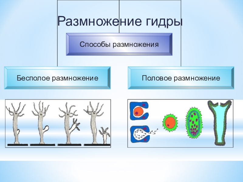 К какому типу относится изображенное на рисунке размножение гидры