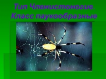 Презентация к уроку биологии на тему Тип Членистоногие. Класс Паукообразные. (7 класс)