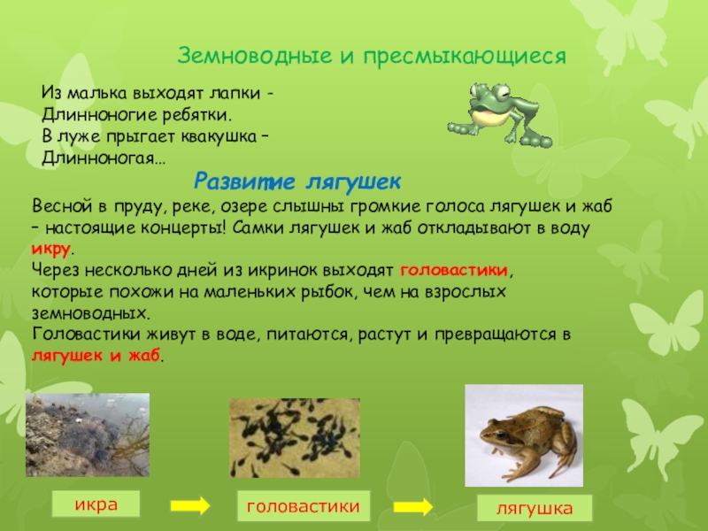 Презентация 3 класс окружающий мир размножение и развитие животных 3 класс