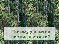 Презентация к исследовательской работе Почему у ёлки не листья, а иголки