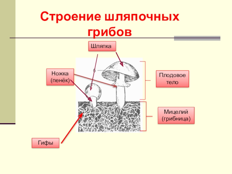 Гифы гриба рисунок