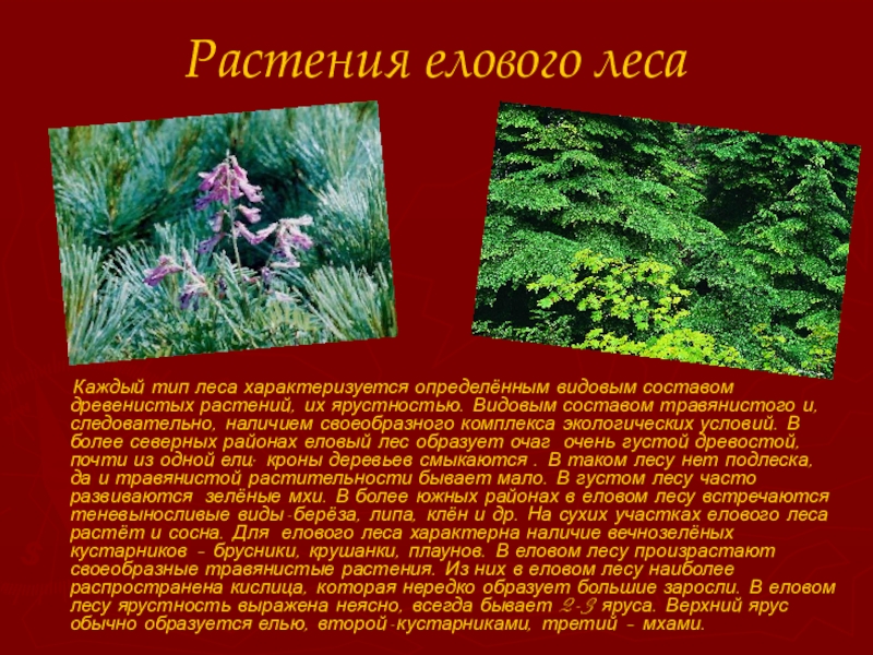 Растения елового леса      Каждый тип леса характеризуется определённым видовым составом древенистых растений,