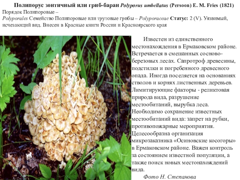 Полипорус зонтичный или гриб-баран Polyporus umbellatus (Persoon) Е. М. Fries (1821) Порядок Полипоровые – Polyporales Семейство Полипоровые или трутовые грибы